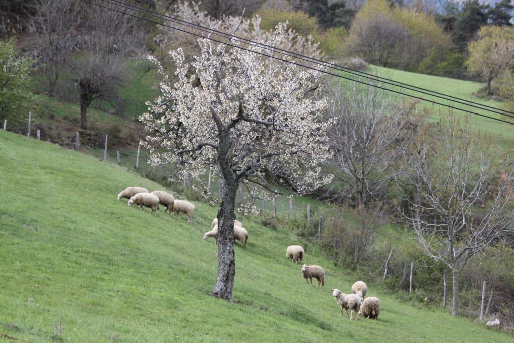 Saint-Félicien La Bastide De Fontaille B&B 외부 사진